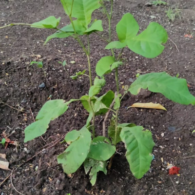 5 June 2021 World Environment Day: આ વિશ્વ પર્યાવરણ દિવસ નિમિત્તે વૃક્ષારોપણની યોજના કરી 100 વૃક્ષો નૂ વાવેતર કર્યું........