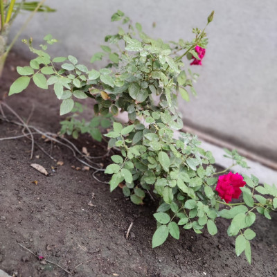 5 June 2021 World Environment Day: આ વિશ્વ પર્યાવરણ દિવસ નિમિત્તે વૃક્ષારોપણની યોજના કરી 100 વૃક્ષો નૂ વાવેતર કર્યું........