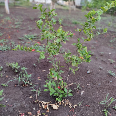 5 June 2021 World Environment Day: આ વિશ્વ પર્યાવરણ દિવસ નિમિત્તે વૃક્ષારોપણની યોજના કરી 100 વૃક્ષો નૂ વાવેતર કર્યું........