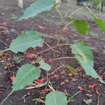 5 June 2021 World Environment Day: આ વિશ્વ પર્યાવરણ દિવસ નિમિત્તે વૃક્ષારોપણની યોજના કરી 100 વૃક્ષો નૂ વાવેતર કર્યું........