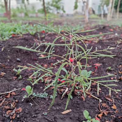 5 June 2021 World Environment Day: આ વિશ્વ પર્યાવરણ દિવસ નિમિત્તે વૃક્ષારોપણની યોજના કરી 100 વૃક્ષો નૂ વાવેતર કર્યું........