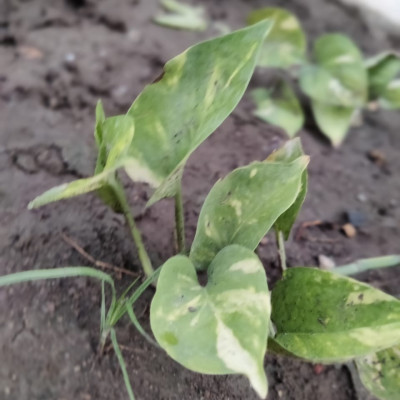 5 June 2021 World Environment Day: આ વિશ્વ પર્યાવરણ દિવસ નિમિત્તે વૃક્ષારોપણની યોજના કરી 100 વૃક્ષો નૂ વાવેતર કર્યું........